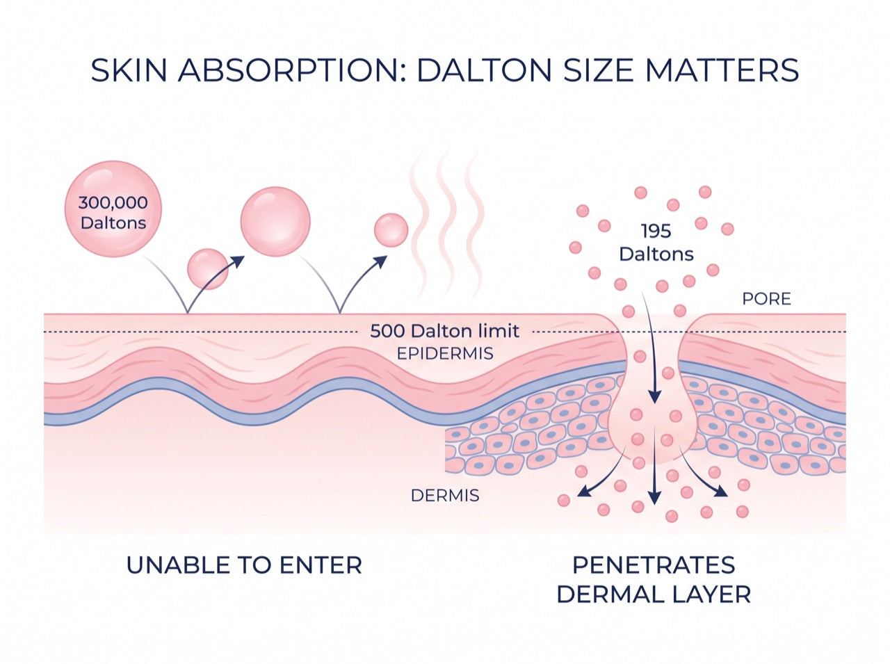 Diagram: 300,000 Dalton molecules bounce off the skin barrier while 195 Dalton molecules penetrate through pores into the dermal layer, past the 500 Dalton limit